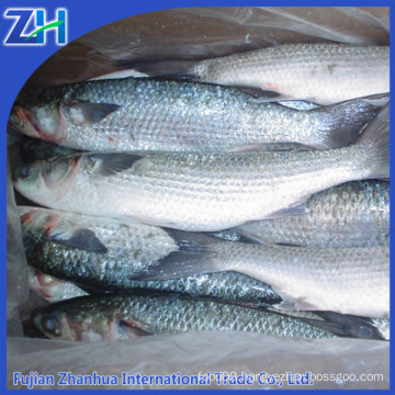 frozen grey mullet fish for sale without roe